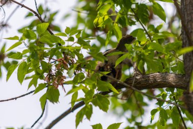 Jay asshole among branches on a tree close-up