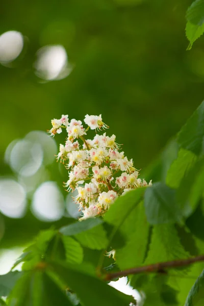 Kastanje Bloeiwijzen Wazig Groene Achtergrond — Stockfoto