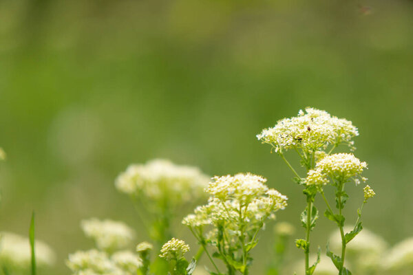 Wildflowers on blurred background