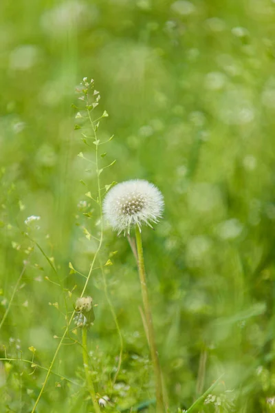 Dandelion Green Blurred Background Wildflowers — Stock Photo, Image