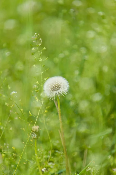 Diente León Sobre Fondo Borroso Verde Entre Flores Silvestres —  Fotos de Stock