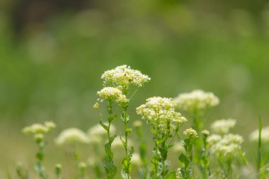 Bulanık arkaplanda kır çiçekleri