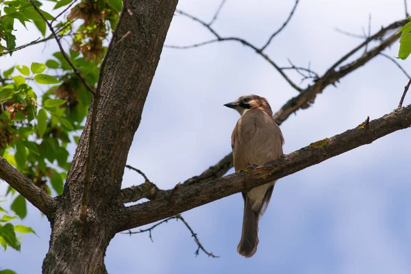 Jay Ağaçtaki Dallar Arasında Sıradan Biri — Stok fotoğraf