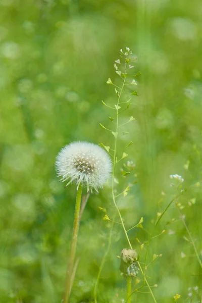 Dandelion Green Blurred Background Wildflowers — Stock Photo, Image