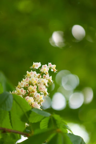 Kastanje Bloeiwijzen Wazig Groene Achtergrond — Stockfoto