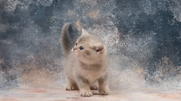 Gray purebred british kitten on a spotted motley background — Stockfoto