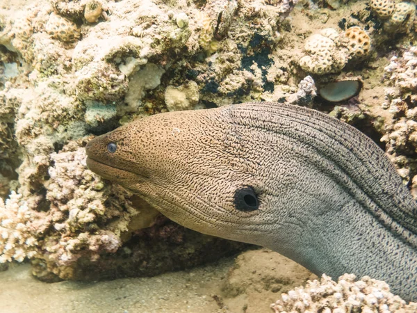 Morena gigante. —  Fotos de Stock