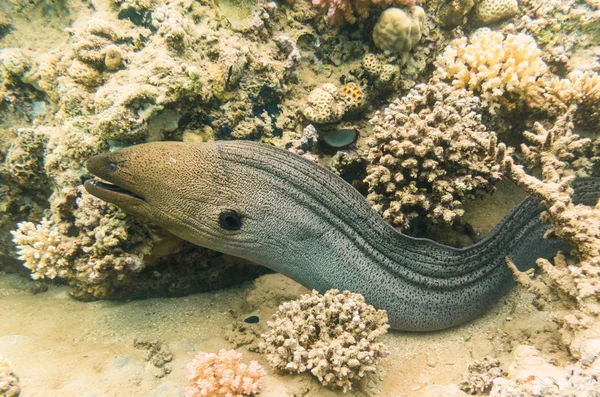 Anguilla murena gigante — Foto Stock