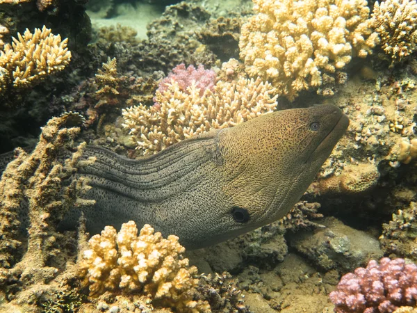 Anguilla murena gigante — Foto Stock