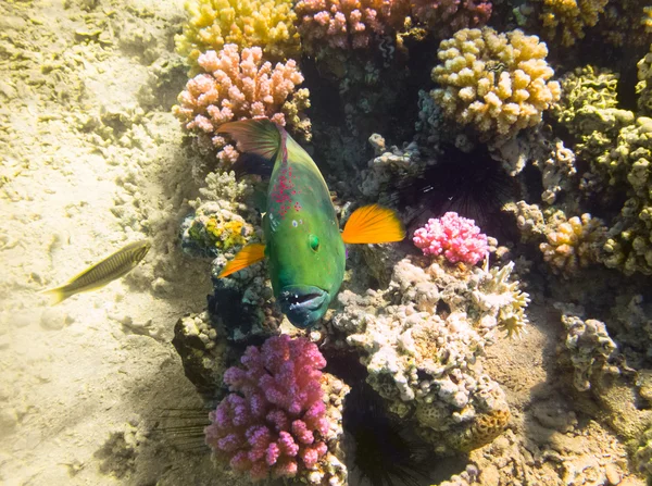 Риби папуги. Червоне море. Єгипет — стокове фото