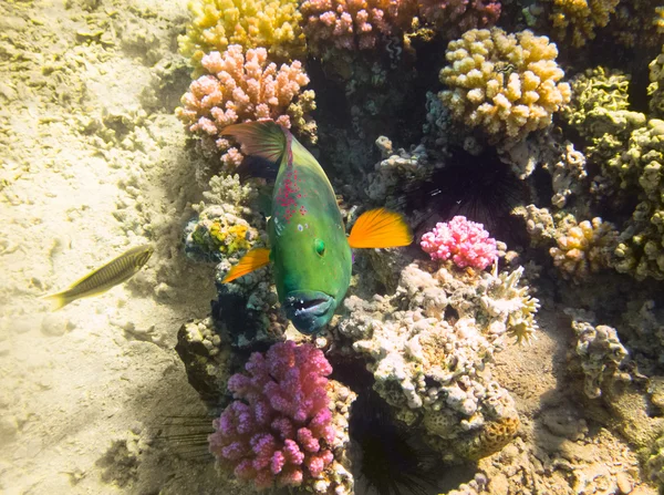 Pez loro. Mar Rojo. Egipto — Foto de Stock