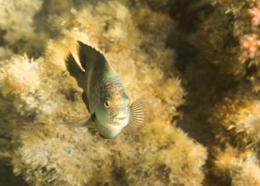 Balık. Kızıl Deniz. Mısır