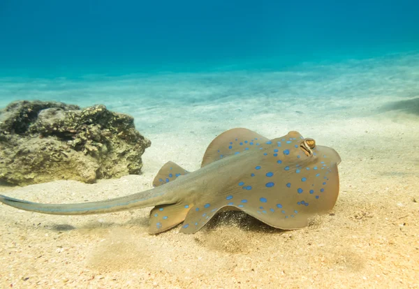 mavi benekli stingray.
