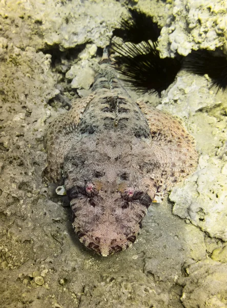 Krokodil fisk. Röda havet. Egypten — Stockfoto