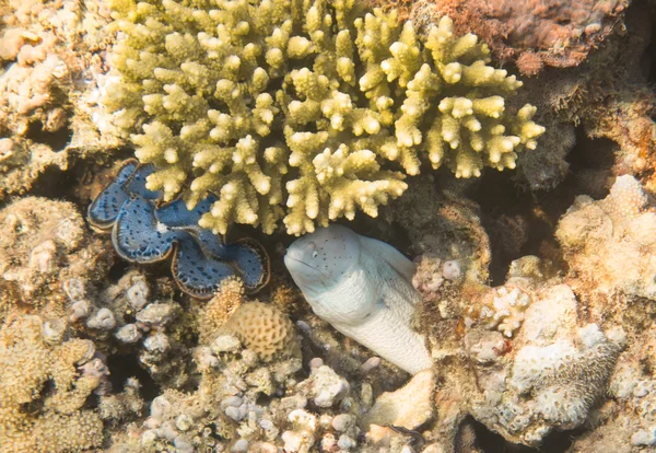 Moray Eel. Mar Rojo. Egipto — Foto de Stock