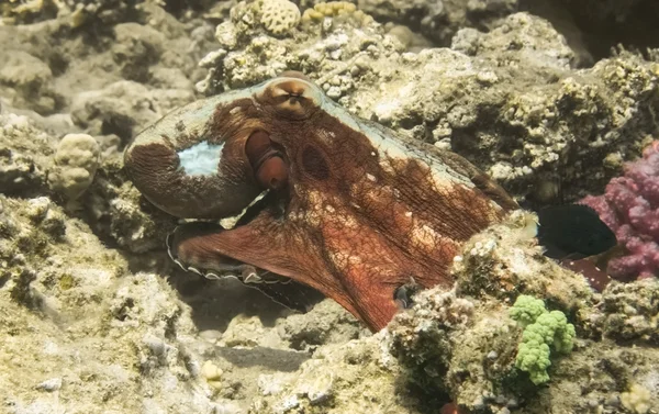 Octopus.Marine Life in the Red Sea (en inglés). Egipto —  Fotos de Stock