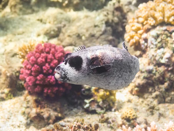 Puffer риби. Червоне море. Єгипет — стокове фото