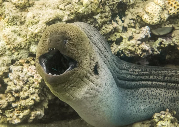 Anguilla murena gigante — Foto Stock