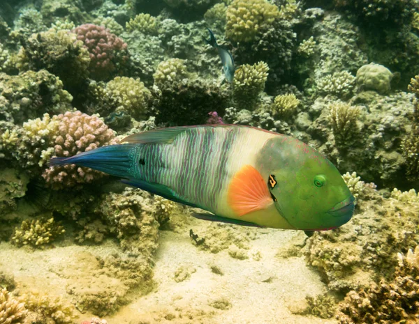 Pez loro. Mar Rojo. Egipto — Foto de Stock