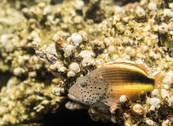 Fish. Red Sea. Egypt — Stock Photo, Image