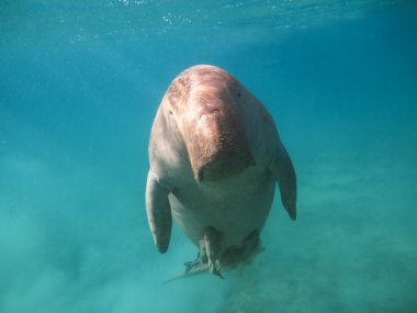 Dugong dugon. Deniz inek.