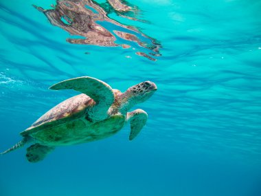 Green sea turtle clipart