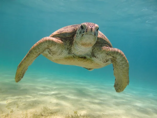 Groene zeeschildpad Stockfoto