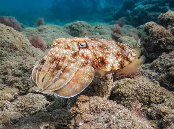 Cuttlefish Pharao. Sepia faraonis . — Fotografie, imagine de stoc