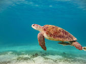 Картина, постер, плакат, фотообои "green sea turtle", артикул 121401042