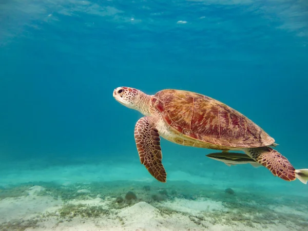 Green sea turtle — Stock Photo, Image