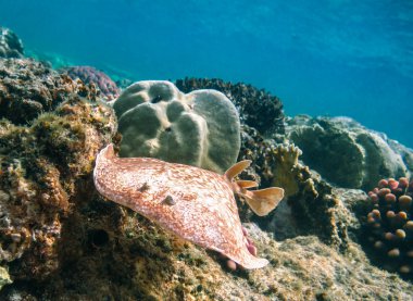 Elektrik ışınları veya Torpediniformes.