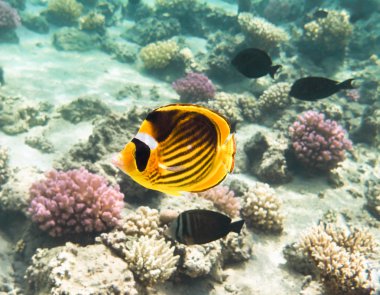 Kızıldeniz hayatta balık-butterfly.Marine
