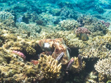 Kızıl Deniz Octopus.Marine hayatta. Mısır