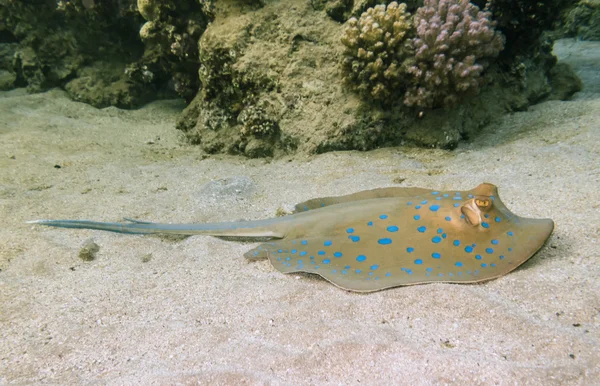 Stingray maculato blu . — Foto Stock