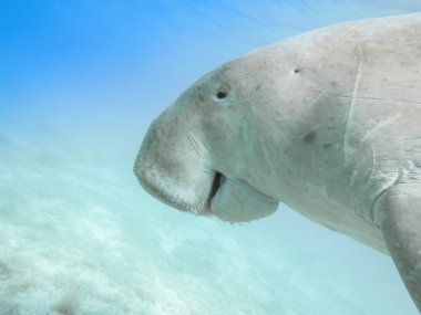 Dugong dugon. Deniz inek.