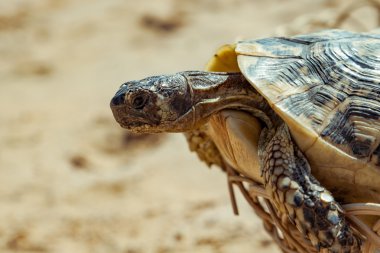 Kumlu sahilde turtle.