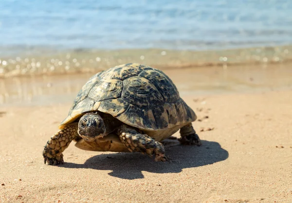 Želva na písečné pláži. — Stock fotografie