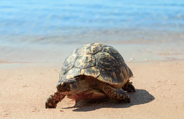 Żółw na plaży. — Zdjęcie stockowe