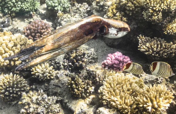Octopus.Marine життя в Червоному морі. Єгипет — стокове фото