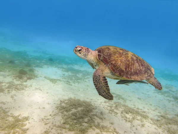 Green sea turtle — Stock Photo, Image