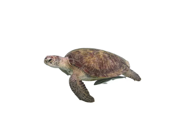 Yeşil deniz kaplumbağası — Stok fotoğraf