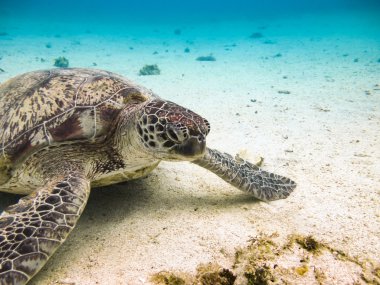 yeşil deniz kaplumbağası
