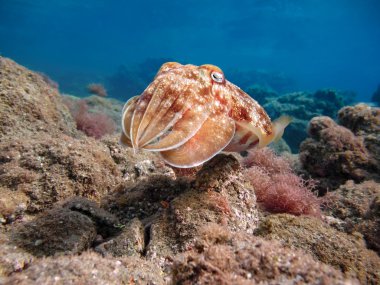 Pharao mürekkep balığı. Sepya pharaonis.