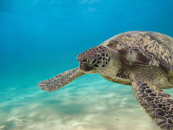 Green sea turtle — Stock Photo, Image