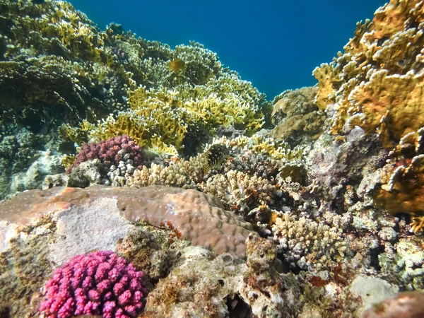 Arrecife de coral colorido con corales duros — Foto de Stock