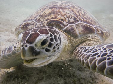 yeşil deniz kaplumbağası