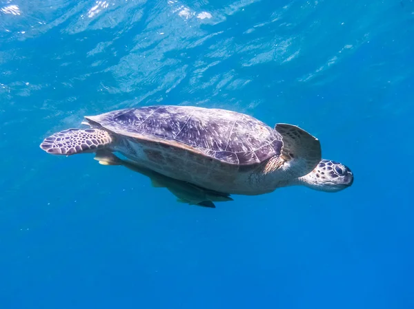 Green sea turtle — Stock Photo, Image