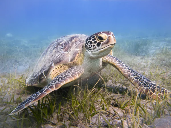 Tartaruga marinha verde — Fotografia de Stock