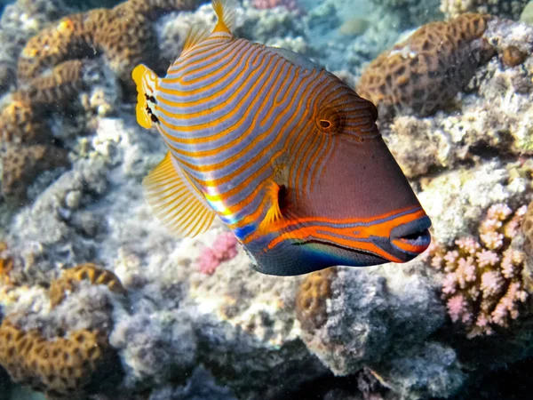 红海中的海洋生物 免版税图库图片