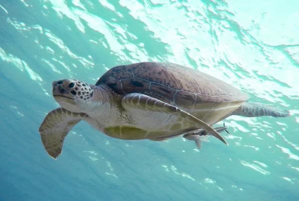 Groene zeeschildpad Stockfoto